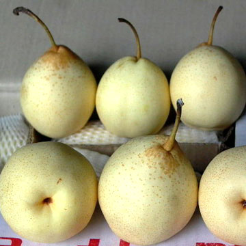 Ya Pears